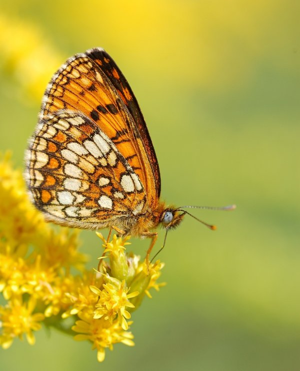 Melitaea ???